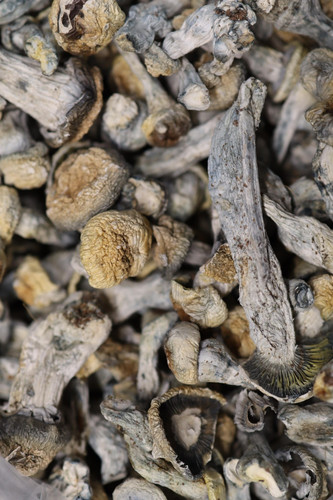 APE x Albino - A Shrooms