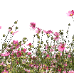 1000017361.gif