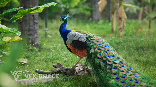 JF0LA12A4 IndianPeafowl Display Watch 02 scaled.jpg
