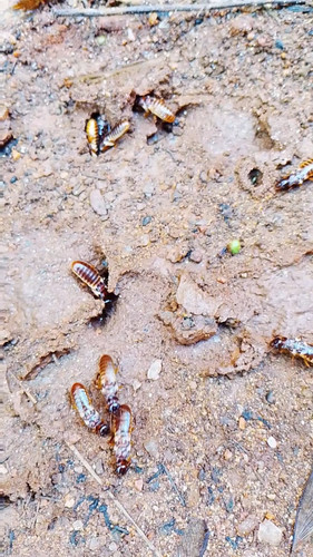 the last flying termites photo from my garden caused v0 Y2phYTBrcndwMDhnMadKJGTaPopawOsXmhSByhl3FIfs.jpg