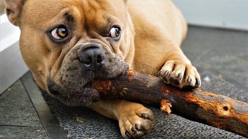 french bulldog 4334127 1920.jpg