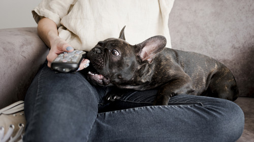 adorable little doggie with his owner.jpg
