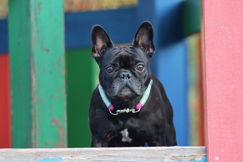 dog 5954666 1920.jpg
