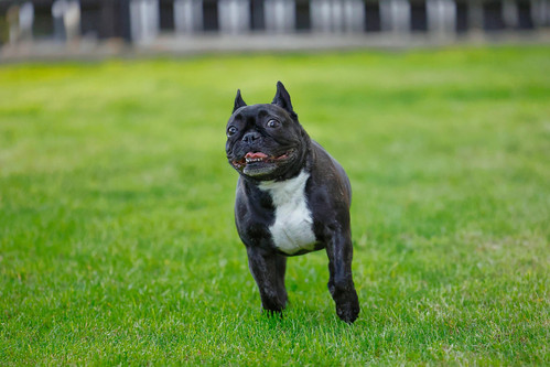 french bulldog 7159242 1920.jpg