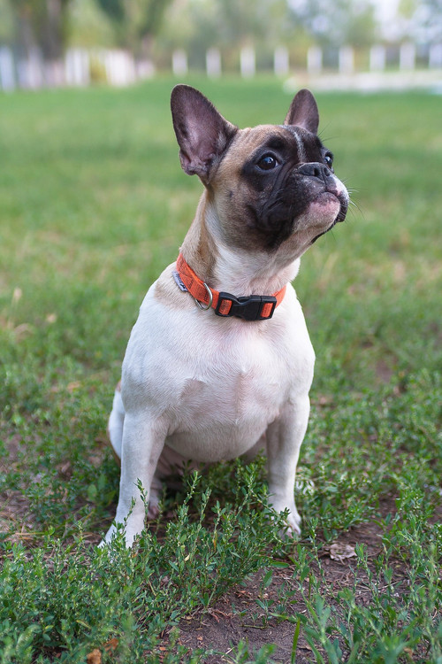 french bulldog 3097229 1920.jpg