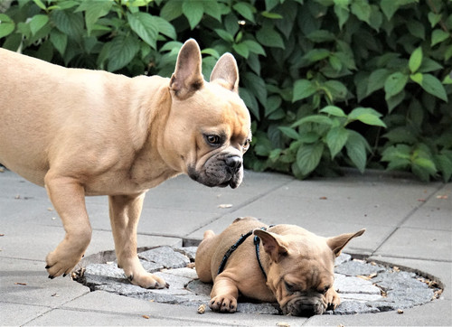 french bulldog 4347166 1920.jpg