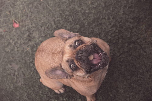 french bulldog 6484842 1920.jpg