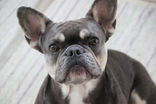 french bulldog 4264955 1920.jpg