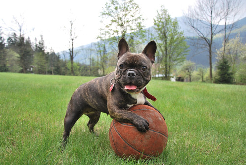 french bulldog 2365684 1920.jpg