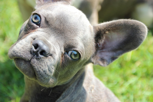 french bulldog 6487970 1920.jpg