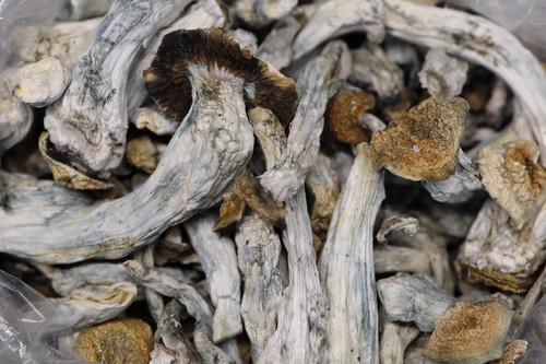 Ghost X Blue Meanie AA Shrooms.jpg