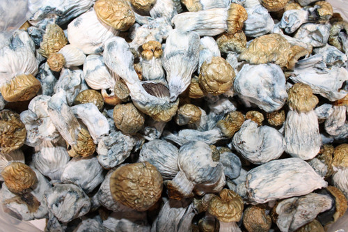 Bluie Vuitton AA Shrooms.jpg