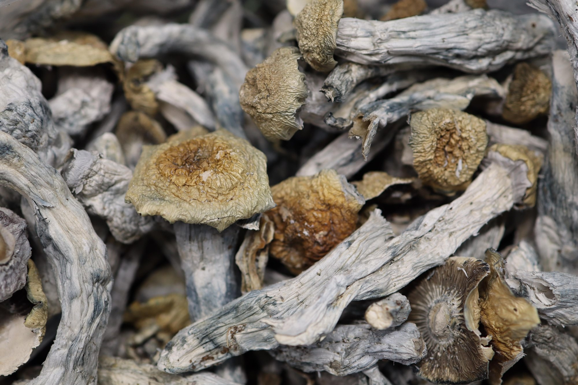 Shakita - AAA Shrooms