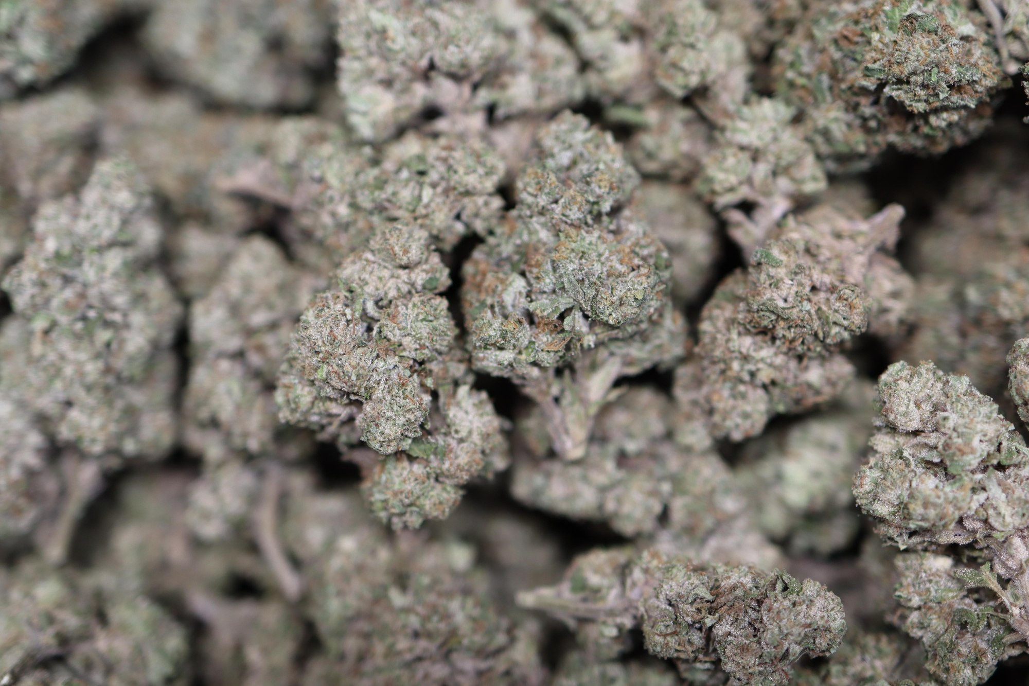 Funky Charms - Indoor