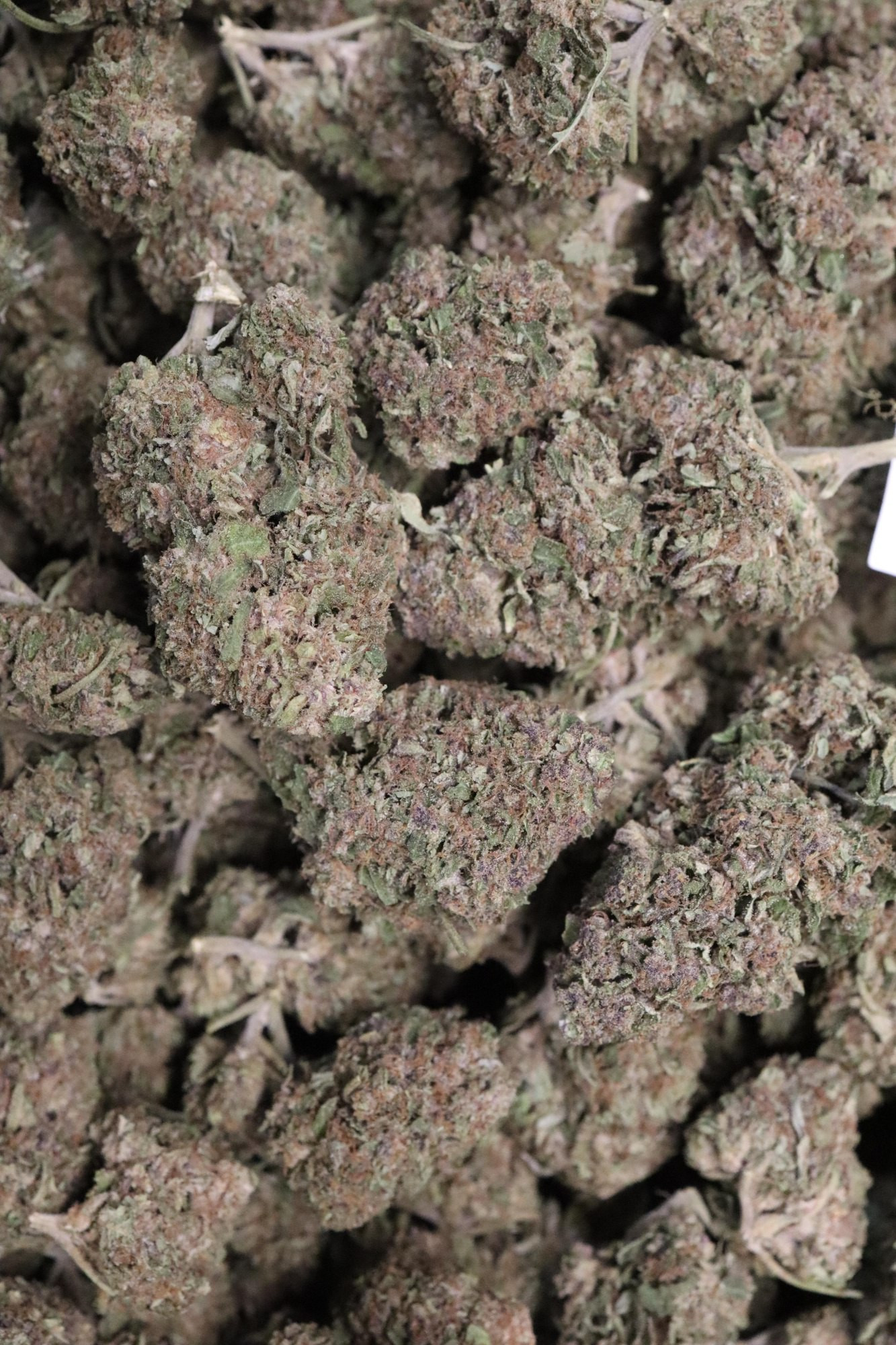 Mendo Breath - Indoor