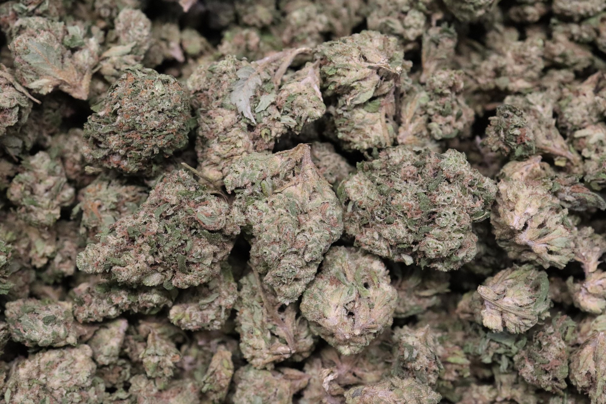 Wedding Crasher - Indoor