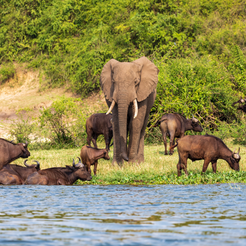 Tanzania family safari.png