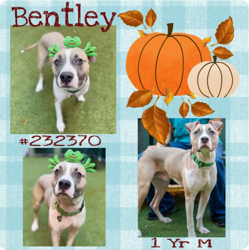 G5HptDVX0AAAS72?format=jpg.jpg