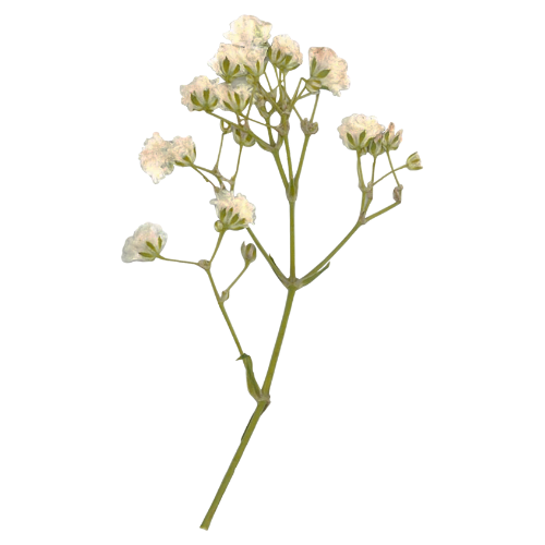 flower.png