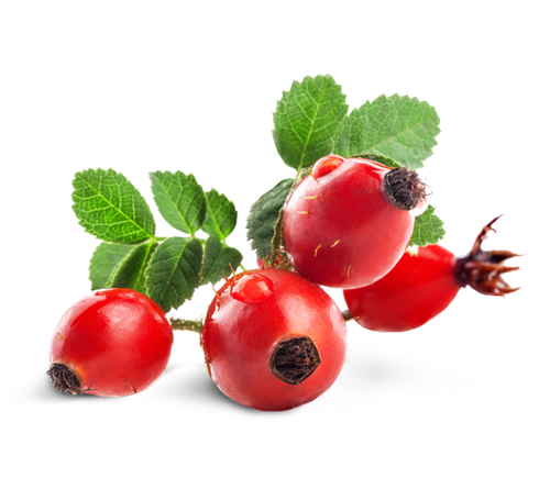 pngimg.com rose hip PNG23.png