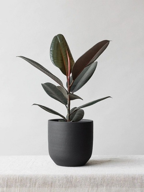 no annual yes rubber plants smal.jpg
