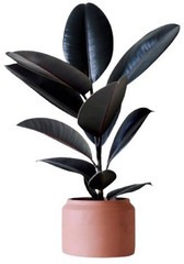 no annual yes rubber plant 1 nit.jpg