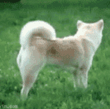 the quick brown fox jumps over the lazy dog.gif