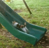 cat on slide.gif