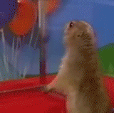 dramatic chipmunk.gif