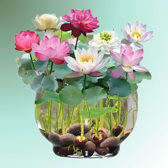 50 50lotusseed3 polygon original.jpg