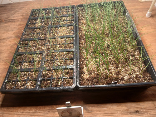 ONION SEEDS GERMINATING 15.jpg