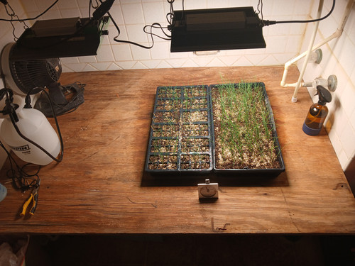 ONION SEEDS GERMINATING 14.jpg