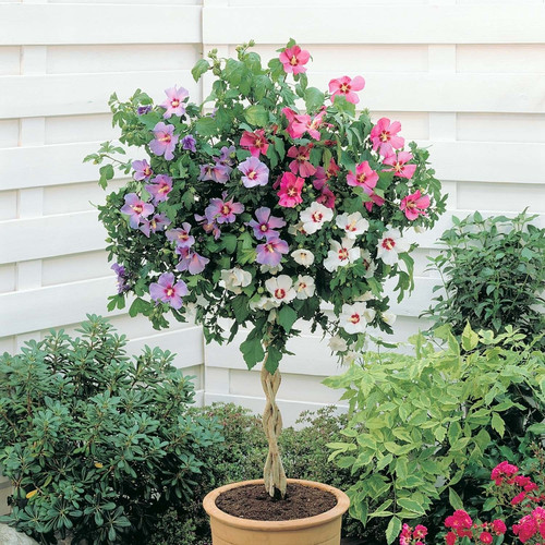 hibiscus plant (1).jpg