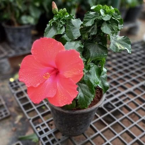 red hibiscus rosa sinensis flowe.jpg