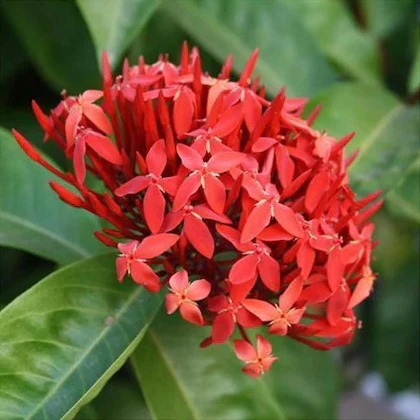 online plant bazar pink ixora dw.jpg