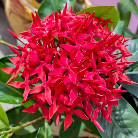 no perennial yes trothic ixora c.jpg