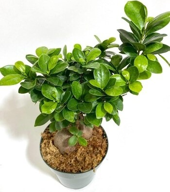 treeinkle chinese banyan tree th.jpg