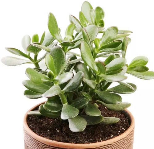 yes annual no jade plant crassul.jpg