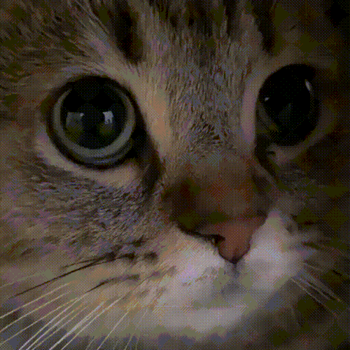 5435850647226294042.gif