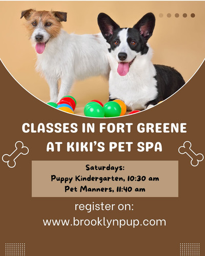 One on One Dog Training Classes Near Me.jpg