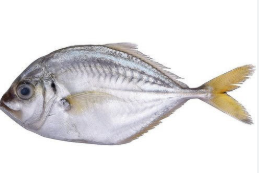 Big White Vatta/ Parai Fish (500g) (വറ്റ പാറ)  Whole Cleaned Gross Weight Before Cleaning/Cutting