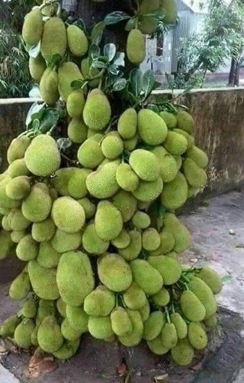 kathal live plant 12 1 eco ocean.jpg