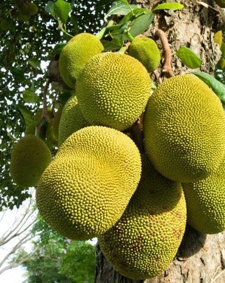 yes annual yes thai jack fruit p.jpg