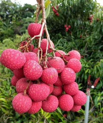 annual no yes china litchi plant.jpg