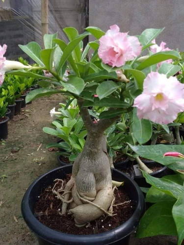 perennial no yes adenium flower.jpg