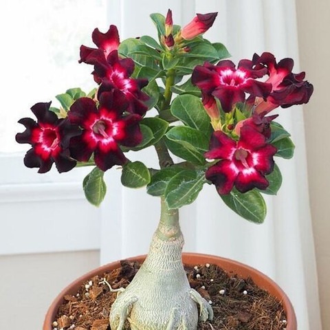 yes perennial no live plant indo.jpg