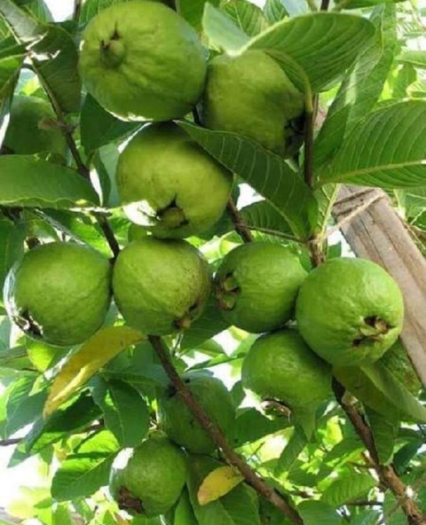 yes biennial yes thai5guava 1 gu.jpg