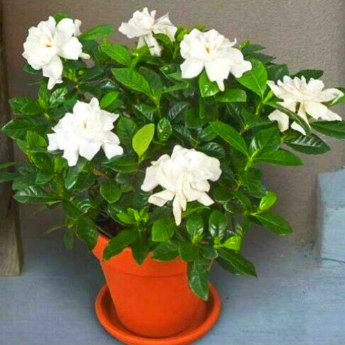 gardenia flower plant.jpg