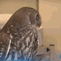 owl.gif