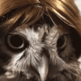 owl turning its head chile anyways.gif